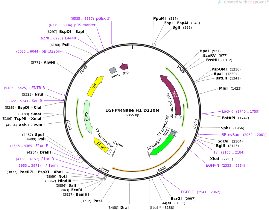1GFP RNase H1 D210N质粒图谱